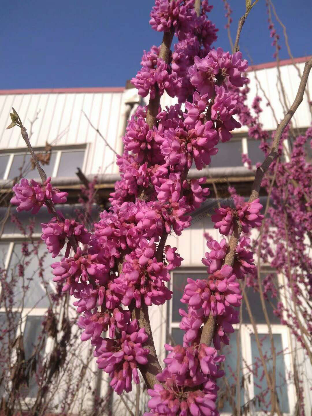 綠色花園工廠(圖3)